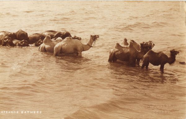 postcard